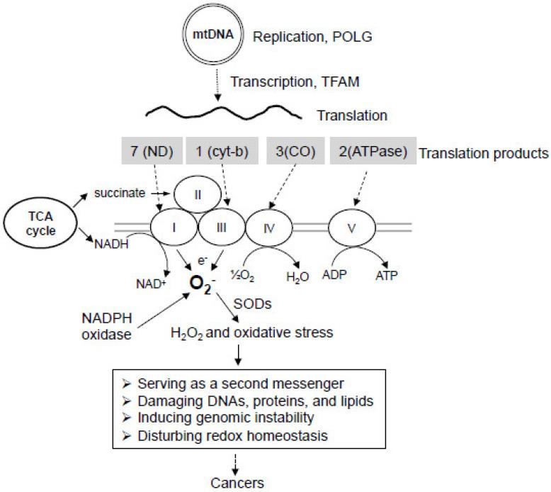 https://cdn.ncbi.nlm.nih.gov/pmc/blobs/9eb9/7460667/046ddbd41fff/ijms-21-05598-g002.jpg