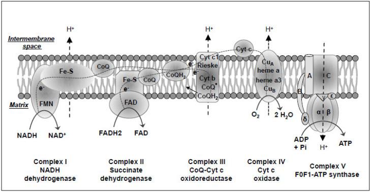 https://cdn.ncbi.nlm.nih.gov/pmc/blobs/9eb9/7460667/c78519d19e23/ijms-21-05598-g003.jpg