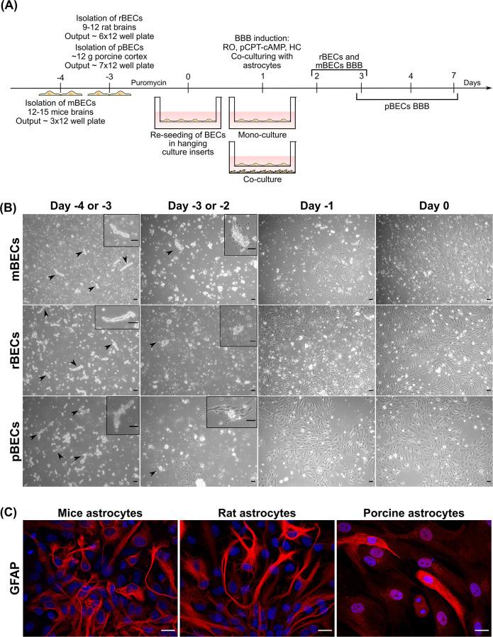 https://cdn.ncbi.nlm.nih.gov/pmc/blobs/9eb9/7954348/cd7b5ea8f25a/pone.0236770.g001.jpg