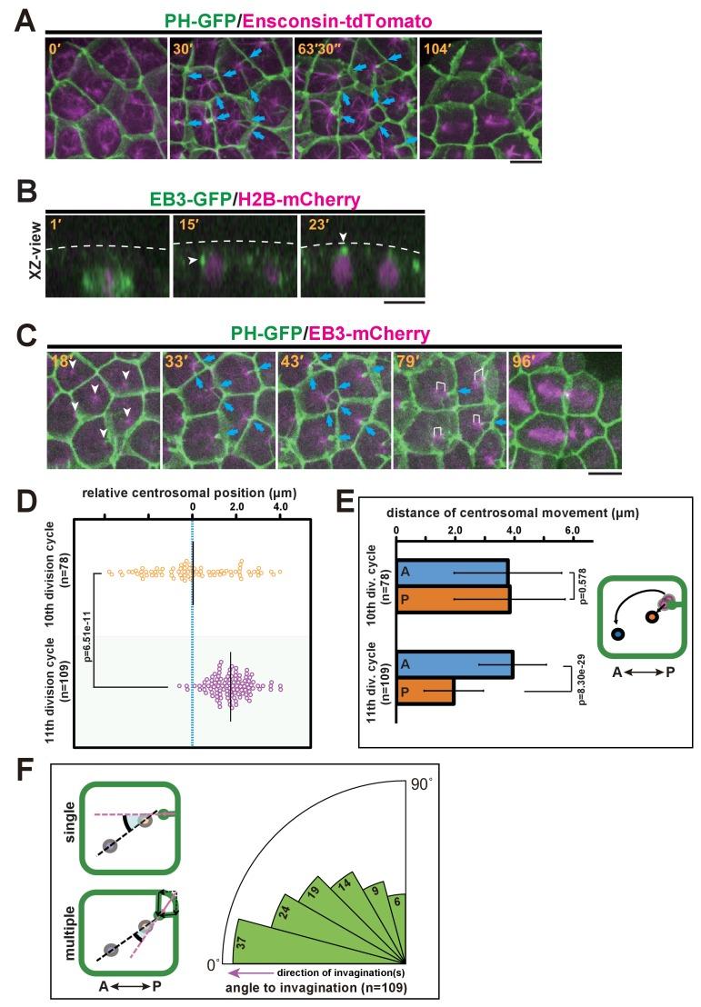 https://cdn.ncbi.nlm.nih.gov/pmc/blobs/9ebd/4978527/586e1f9de0cd/elife-16550-fig4.jpg