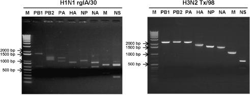 https://cdn.ncbi.nlm.nih.gov/pmc/blobs/9ec1/3052522/01af7f2769ba/2314fig1.jpg