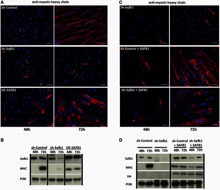 https://cdn.ncbi.nlm.nih.gov/pmc/blobs/9ec4/3675494/ad91aaababff/gkt285f3p.jpg