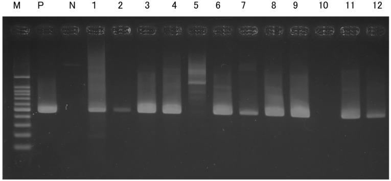 https://cdn.ncbi.nlm.nih.gov/pmc/blobs/9ec6/12189921/008085b62e4e/animals-15-01795-g006.jpg