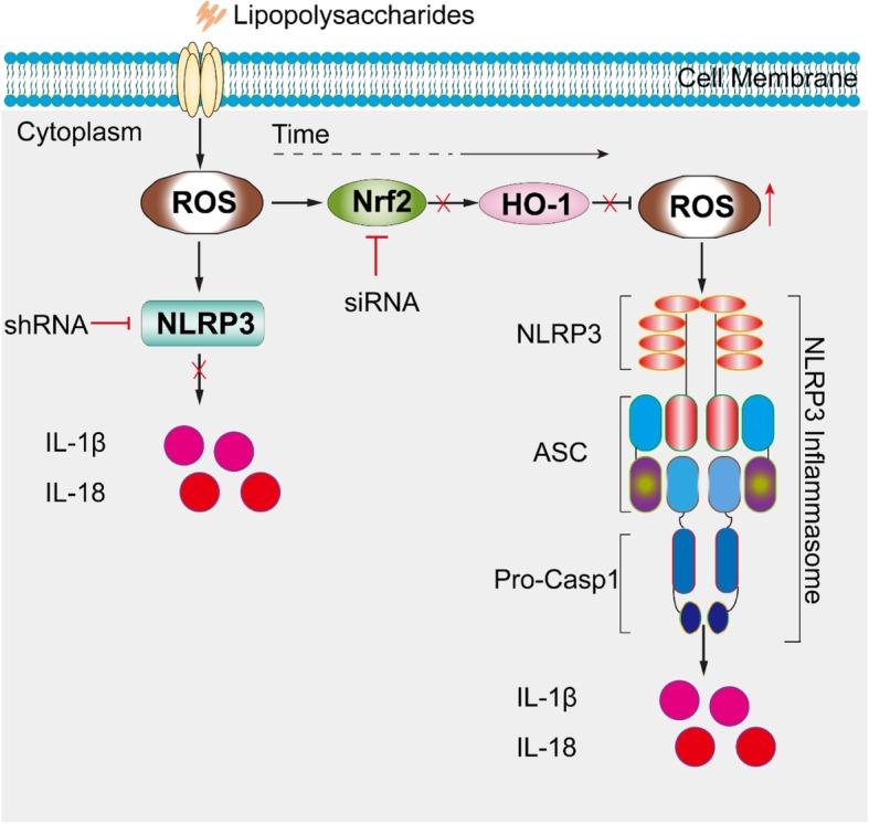 https://cdn.ncbi.nlm.nih.gov/pmc/blobs/9ec7/6929452/72c9e60be2dd/13075_2019_2085_Fig10_HTML.jpg