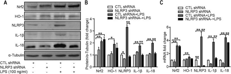 https://cdn.ncbi.nlm.nih.gov/pmc/blobs/9ec7/6929452/ebdd60faee2a/13075_2019_2085_Fig8_HTML.jpg
