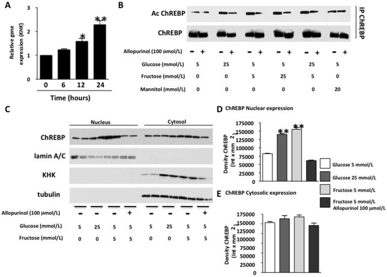 https://cdn.ncbi.nlm.nih.gov/pmc/blobs/9ec9/3480441/7b801f88861f/pone.0047948.g004.jpg