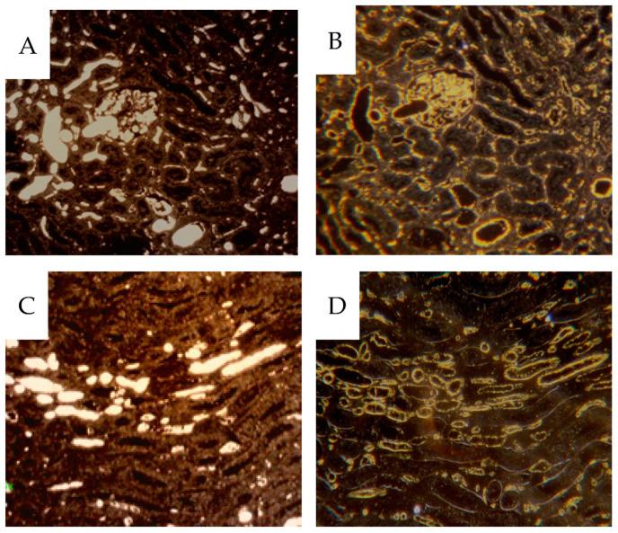 https://cdn.ncbi.nlm.nih.gov/pmc/blobs/9ecb/11119251/2e4fcc9a2ba9/cancers-16-01939-g006.jpg