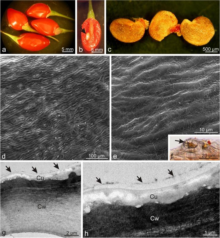 https://cdn.ncbi.nlm.nih.gov/pmc/blobs/9ecb/6208826/f1e2dce805a6/709_2018_1277_Fig1_HTML.jpg