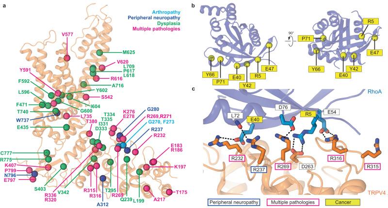 https://cdn.ncbi.nlm.nih.gov/pmc/blobs/9ecc/10290124/fd75e7ebff33/41467_2023_39346_Fig2_HTML.jpg