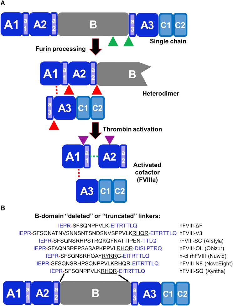 https://cdn.ncbi.nlm.nih.gov/pmc/blobs/9ecd/6349562/fd1e2b14a82b/gr1.jpg