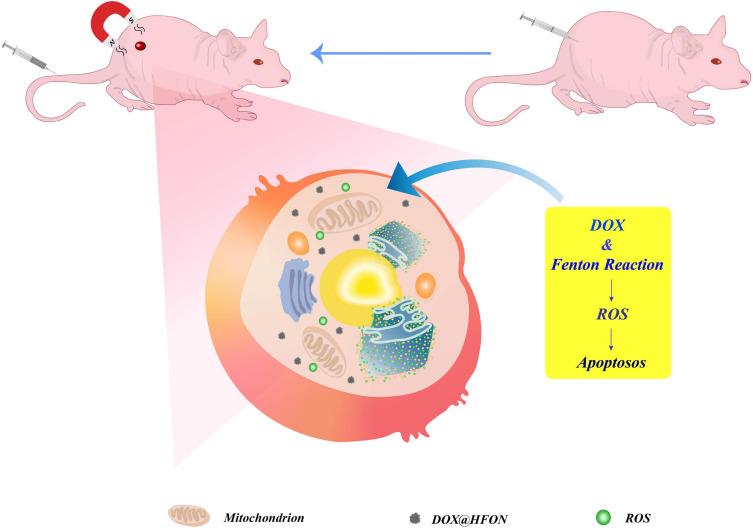 https://cdn.ncbi.nlm.nih.gov/pmc/blobs/9ecf/9904310/a442450684c7/BCTT-15-101-g0001.jpg
