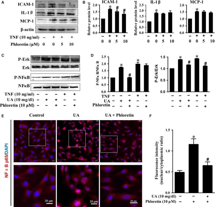https://cdn.ncbi.nlm.nih.gov/pmc/blobs/9ed0/5618667/01fe2f21177f/JCMM-21-2553-g005.jpg