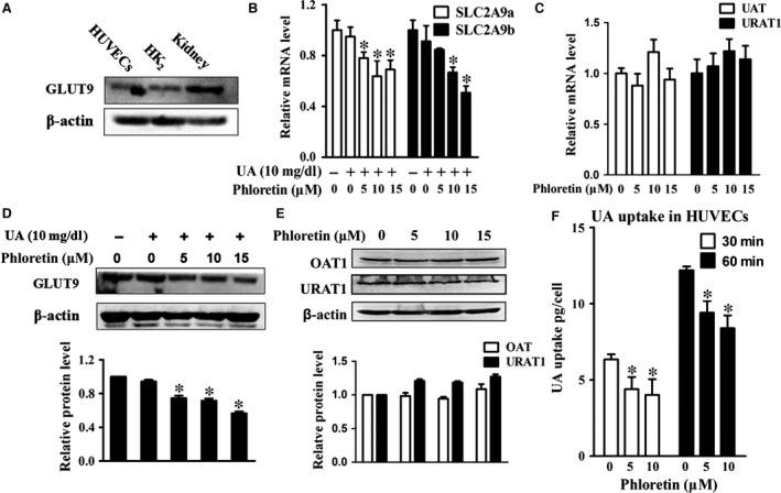 https://cdn.ncbi.nlm.nih.gov/pmc/blobs/9ed0/5618667/5fb64ab7920e/JCMM-21-2553-g006.jpg