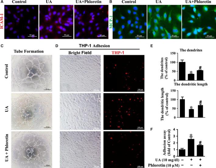 https://cdn.ncbi.nlm.nih.gov/pmc/blobs/9ed0/5618667/73e8eea047e4/JCMM-21-2553-g004.jpg