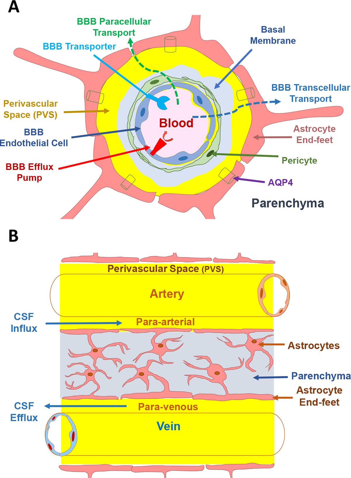 https://cdn.ncbi.nlm.nih.gov/pmc/blobs/9ed2/11784990/d72515646f20/nihms-2011983-f0001.jpg
