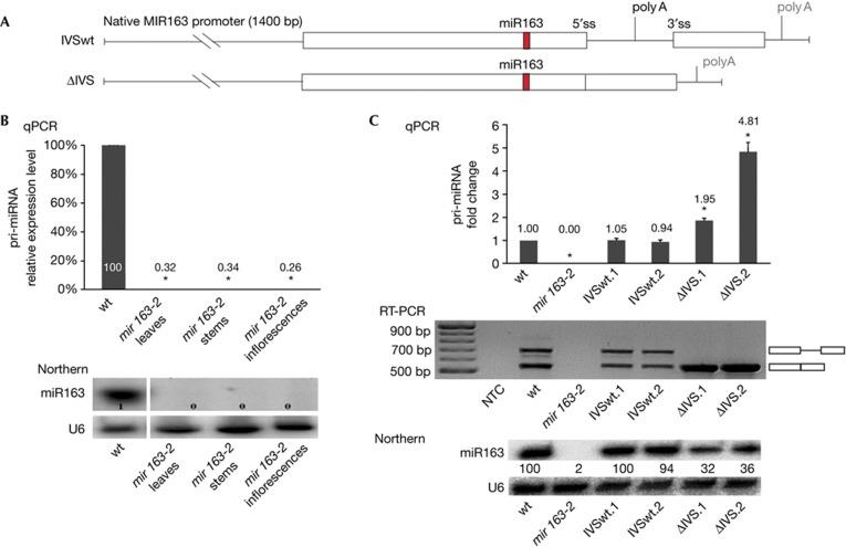 https://cdn.ncbi.nlm.nih.gov/pmc/blobs/9ed2/3701235/3f2a5d9b283a/embor201362f1.jpg