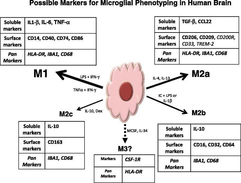 https://cdn.ncbi.nlm.nih.gov/pmc/blobs/9ed2/4543480/b6736a4af773/13195_2015_139_Fig2_HTML.jpg
