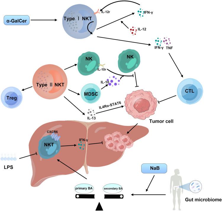 https://cdn.ncbi.nlm.nih.gov/pmc/blobs/9ed3/11099083/32a7c3dc19b6/41419_2024_6726_Fig4_HTML.jpg