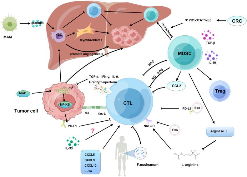 https://cdn.ncbi.nlm.nih.gov/pmc/blobs/9ed3/11099083/5393fb7b2c60/41419_2024_6726_Fig1_HTML.jpg