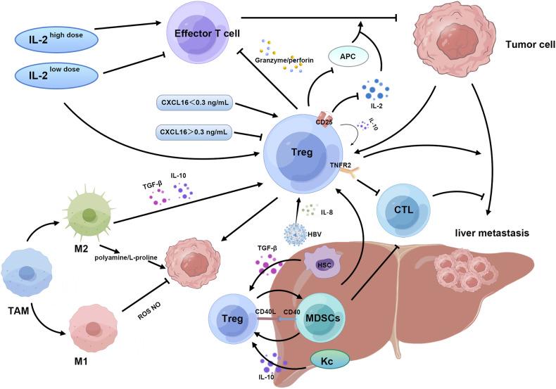 https://cdn.ncbi.nlm.nih.gov/pmc/blobs/9ed3/11099083/f8c8449c82c3/41419_2024_6726_Fig2_HTML.jpg