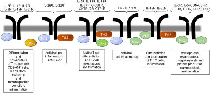 https://cdn.ncbi.nlm.nih.gov/pmc/blobs/9ed4/7677583/3a3ee7f18fa1/fmed-07-591724-g0001.jpg