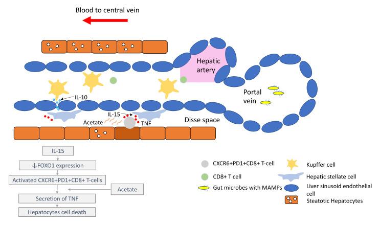 https://cdn.ncbi.nlm.nih.gov/pmc/blobs/9ed4/8946632/163ead3f388b/cancers-14-01526-g001.jpg