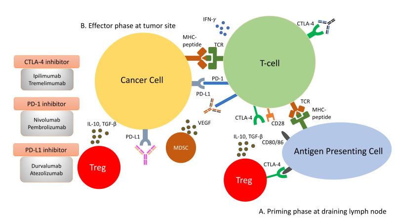 https://cdn.ncbi.nlm.nih.gov/pmc/blobs/9ed4/8946632/1f8b4434e388/cancers-14-01526-g002.jpg