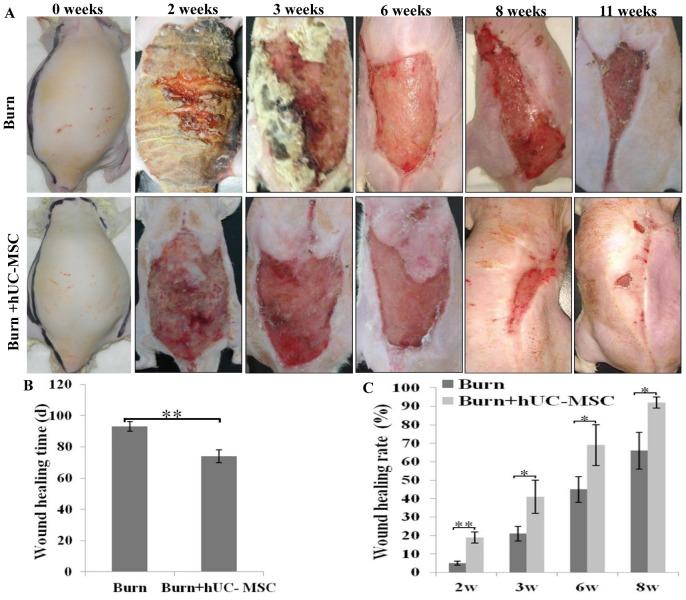 https://cdn.ncbi.nlm.nih.gov/pmc/blobs/9ed5/3930522/a7255dde024b/pone.0088348.g001.jpg