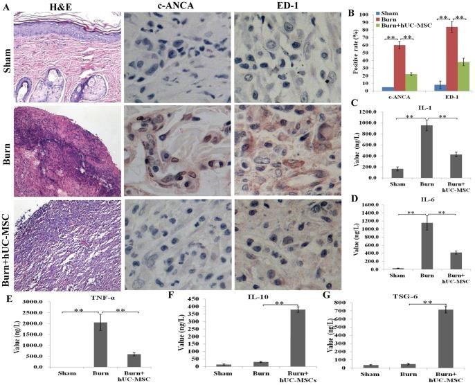 https://cdn.ncbi.nlm.nih.gov/pmc/blobs/9ed5/3930522/ca6891a7f18e/pone.0088348.g003.jpg