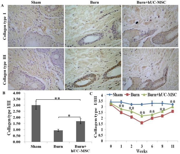https://cdn.ncbi.nlm.nih.gov/pmc/blobs/9ed5/3930522/e30757c19048/pone.0088348.g005.jpg