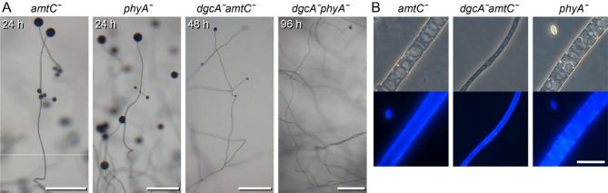 https://cdn.ncbi.nlm.nih.gov/pmc/blobs/9ed6/10559540/53a50c3ceccd/12862_2023_2169_Fig8_HTML.jpg