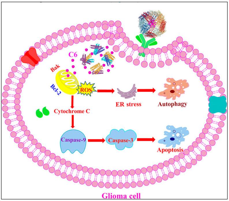 https://cdn.ncbi.nlm.nih.gov/pmc/blobs/9ed6/12191930/34382ec31d62/cimb-47-00460-g010.jpg