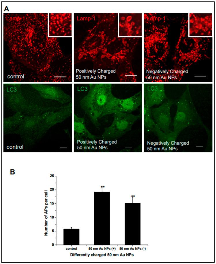https://cdn.ncbi.nlm.nih.gov/pmc/blobs/9ed6/12191930/60a226300da4/cimb-47-00460-g005.jpg