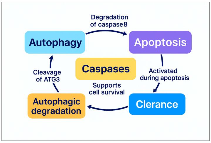 https://cdn.ncbi.nlm.nih.gov/pmc/blobs/9ed6/12191930/6c6b4b7cb095/cimb-47-00460-g002.jpg