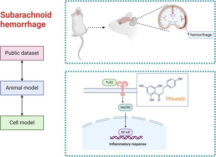 https://cdn.ncbi.nlm.nih.gov/pmc/blobs/9ed8/11534998/bef6e901ea5a/41598_2024_77671_Fig1_HTML.jpg
