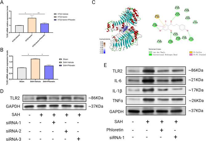 https://cdn.ncbi.nlm.nih.gov/pmc/blobs/9ed8/11534998/ddc1c4db1770/41598_2024_77671_Fig5_HTML.jpg