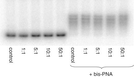 https://cdn.ncbi.nlm.nih.gov/pmc/blobs/9ed9/3167611/69346e89f43a/gkr259f4.jpg