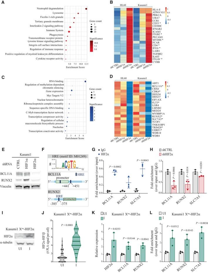 https://cdn.ncbi.nlm.nih.gov/pmc/blobs/9eda/10630882/be83dd5462d5/EMMM-15-e17810-g013.jpg