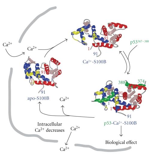 https://cdn.ncbi.nlm.nih.gov/pmc/blobs/9ede/2933916/c129c6540a02/CPN2010-728052.002.jpg