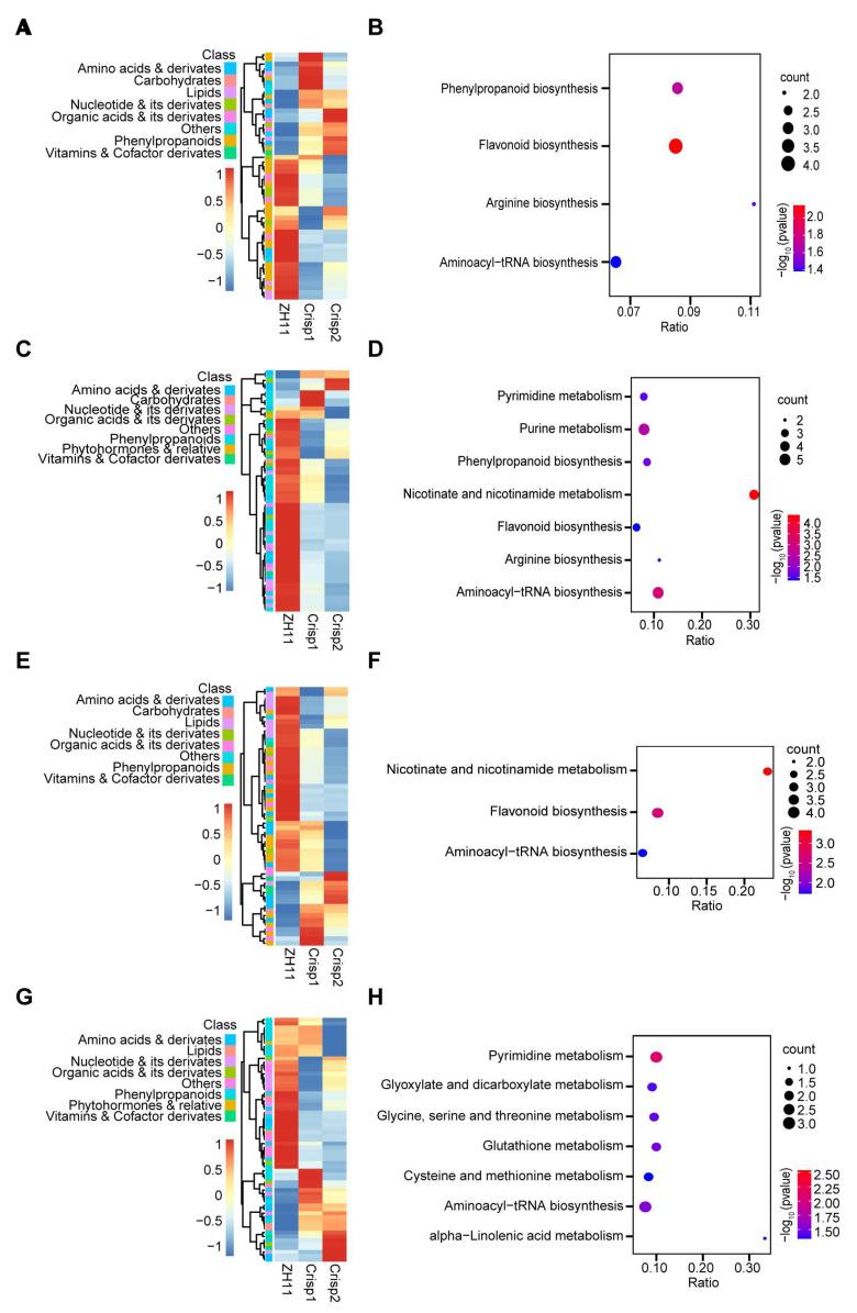 https://cdn.ncbi.nlm.nih.gov/pmc/blobs/9ee1/10893026/1c982b990bb5/plants-13-00498-g005.jpg