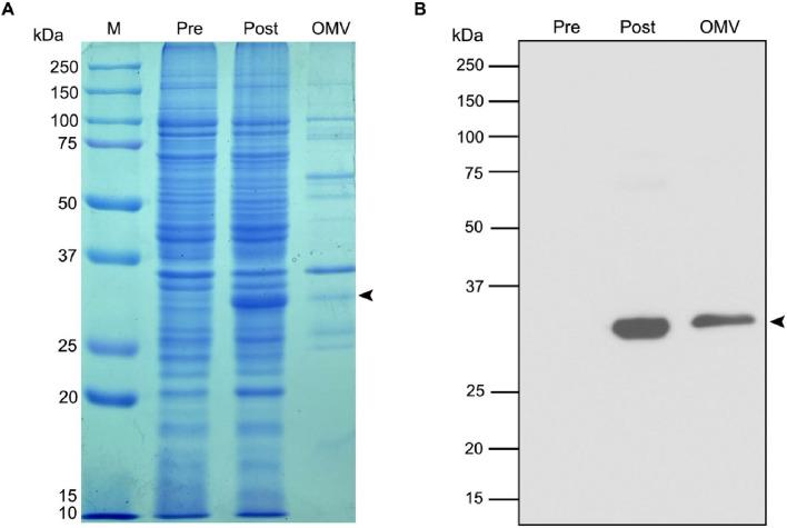 https://cdn.ncbi.nlm.nih.gov/pmc/blobs/9ee3/11406022/e01de373baf5/gr2.jpg