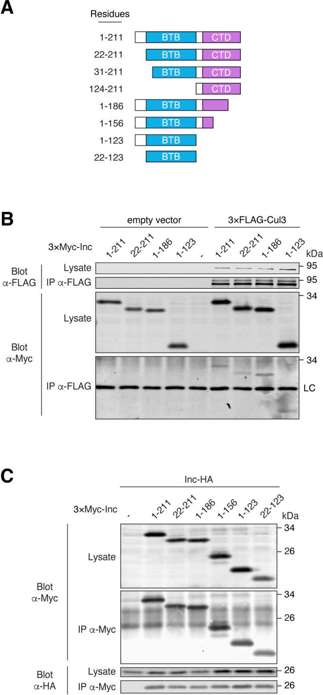 https://cdn.ncbi.nlm.nih.gov/pmc/blobs/9ee8/11790235/8709d42eda6f/pgen.1011574.g001.jpg