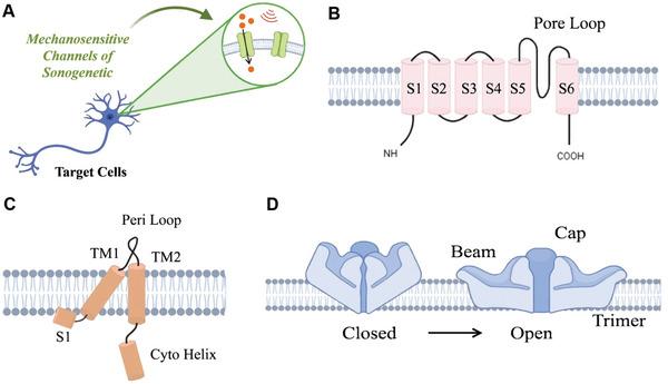 https://cdn.ncbi.nlm.nih.gov/pmc/blobs/9ee9/11672274/1ea235e48609/ADVS-11-2407373-g005.jpg