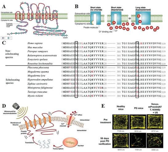 https://cdn.ncbi.nlm.nih.gov/pmc/blobs/9ee9/11672274/6908455a2dde/ADVS-11-2407373-g009.jpg
