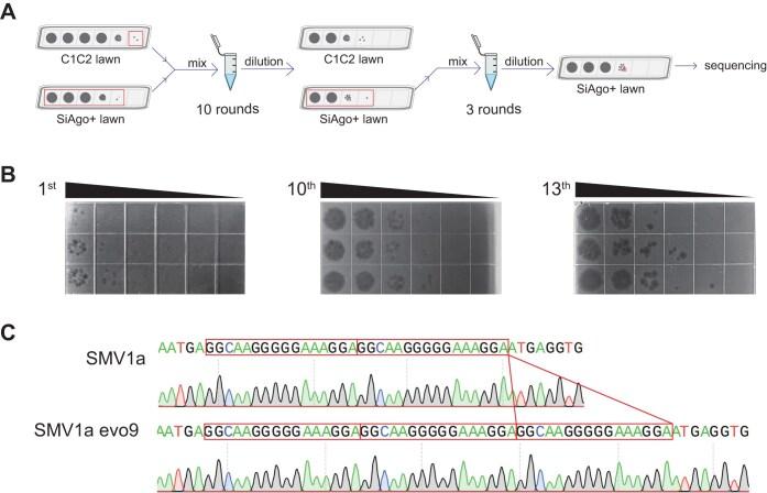 https://cdn.ncbi.nlm.nih.gov/pmc/blobs/9eea/12199143/f77f7606780e/gkaf576fig4.jpg