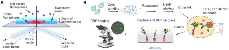 https://cdn.ncbi.nlm.nih.gov/pmc/blobs/9ef1/12109833/1d8808279e8f/biosensors-15-00283-g002.jpg