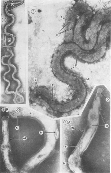 https://cdn.ncbi.nlm.nih.gov/pmc/blobs/9ef8/1048099/1f55cac61c10/brjvendis00089-0003-a.jpg