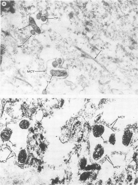 https://cdn.ncbi.nlm.nih.gov/pmc/blobs/9ef8/1048099/79c25268813c/brjvendis00089-0029-a.jpg