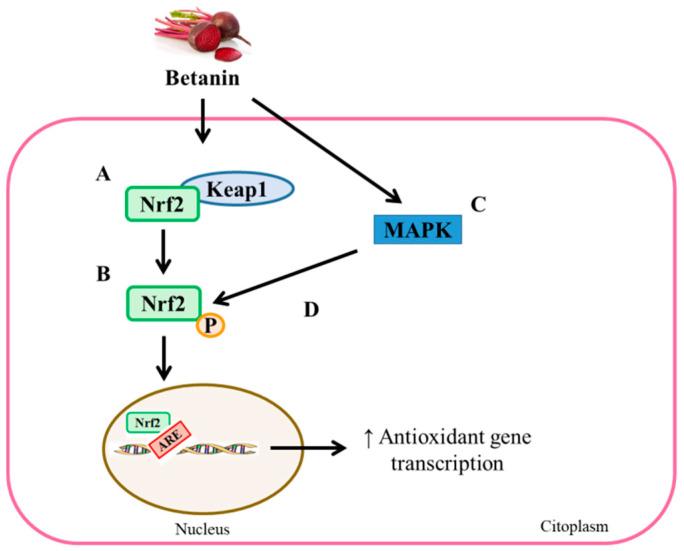 https://cdn.ncbi.nlm.nih.gov/pmc/blobs/9ef8/8229785/6cf4d1578b78/foods-10-01314-g004.jpg