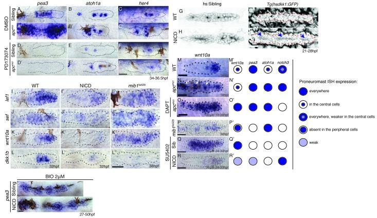https://cdn.ncbi.nlm.nih.gov/pmc/blobs/9efa/5235355/6bd2716b7638/elife-21049-fig8.jpg